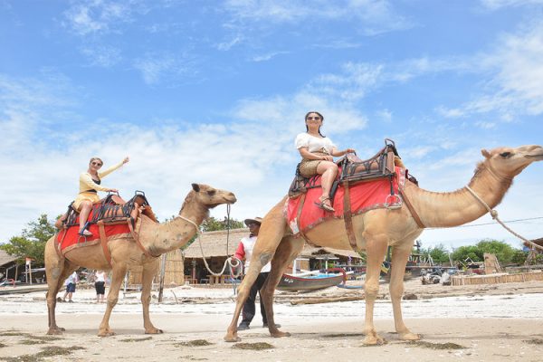 Bali Camel Adventure: Ride & Camel Wash!