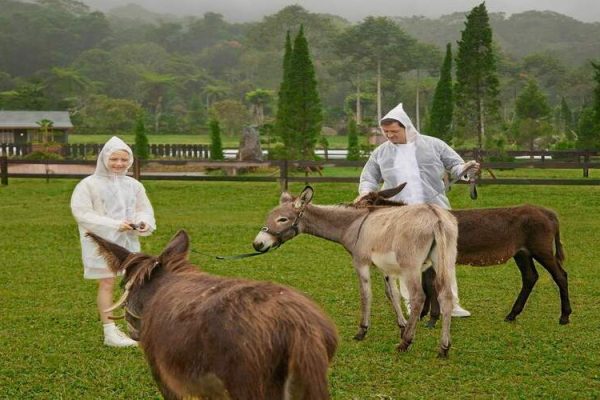 Bali Farm House Experience