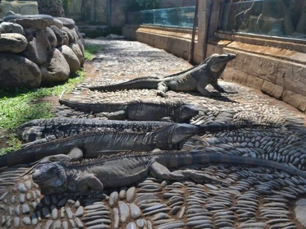 Bali Reptile Park Tickets