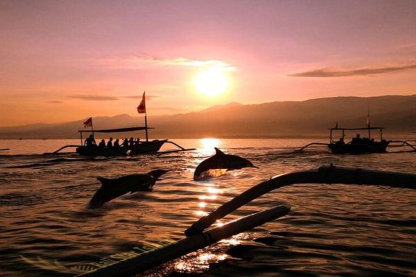 See Dolphin, Snorkeling, Swim With Dolphin Lovina